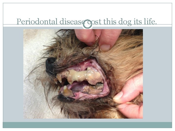 Periodontal disease cost this dog its life. 