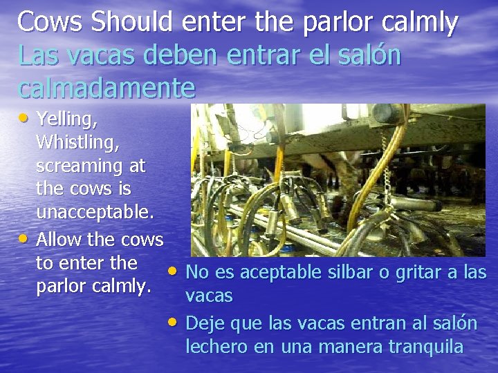 Cows Should enter the parlor calmly Las vacas deben entrar el salón calmadamente •