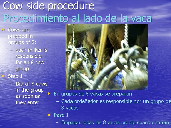 Cow side procedure Procedimiento al lado de la vaca • Cows are • prepped
