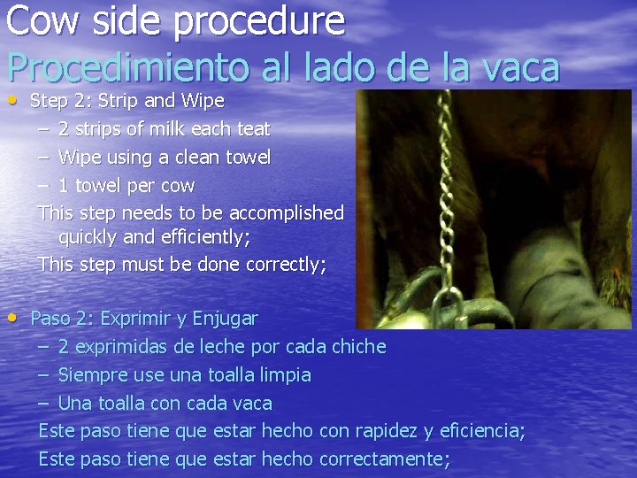 Cow side procedure Procedimiento al lado de la vaca • Step 2: Strip and