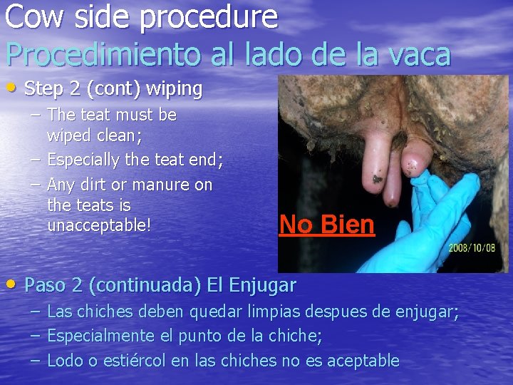Cow side procedure Procedimiento al lado de la vaca • Step 2 (cont) wiping