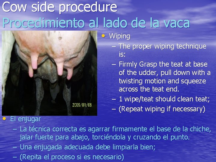 Cow side procedure Procedimiento al lado de la vaca • Wiping • El enjugar