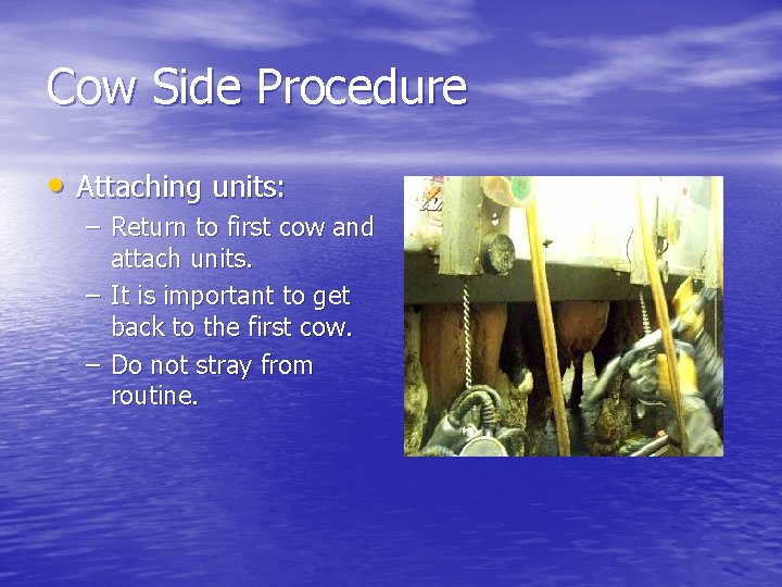 Cow Side Procedure • Attaching units: – Return to first cow and attach units.