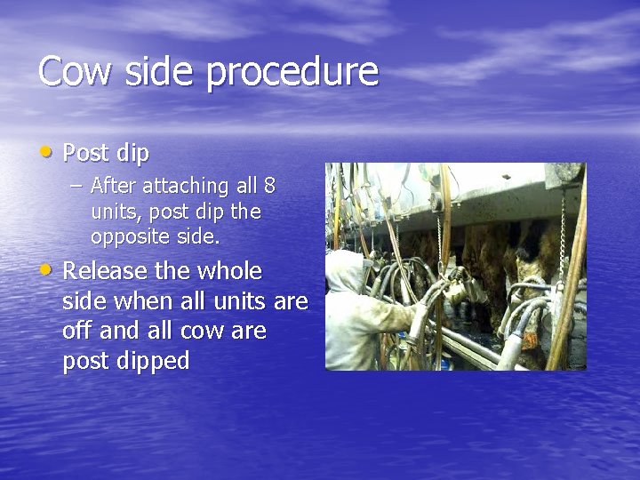 Cow side procedure • Post dip – After attaching all 8 units, post dip