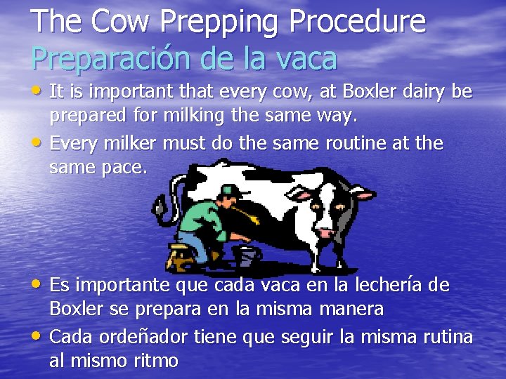 The Cow Prepping Procedure Preparación de la vaca • It is important that every