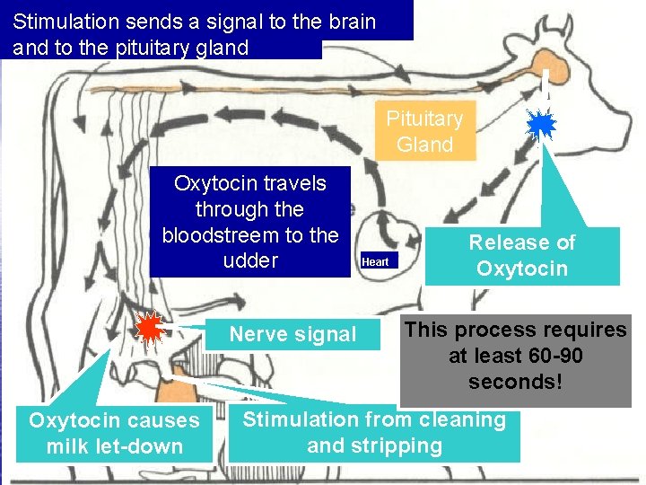 Stimulation sends a signal to the brain and to the pituitary gland Pituitary Gland