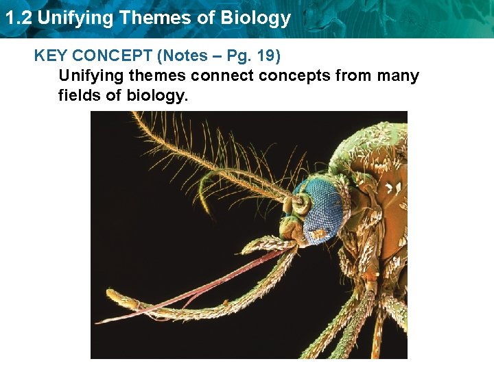 1. 2 Unifying Themes of Biology KEY CONCEPT (Notes – Pg. 19) Unifying themes
