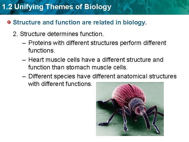 1. 2 Unifying Themes of Biology Structure and function are related in biology. 2.