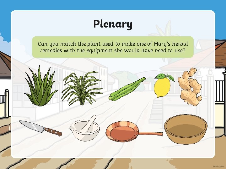 Plenary Can you match the plant used to make one of Mary’s herbal remedies