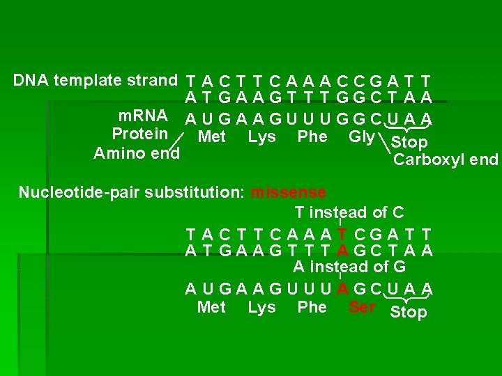 DNA template strand T A C T T C A A A C C