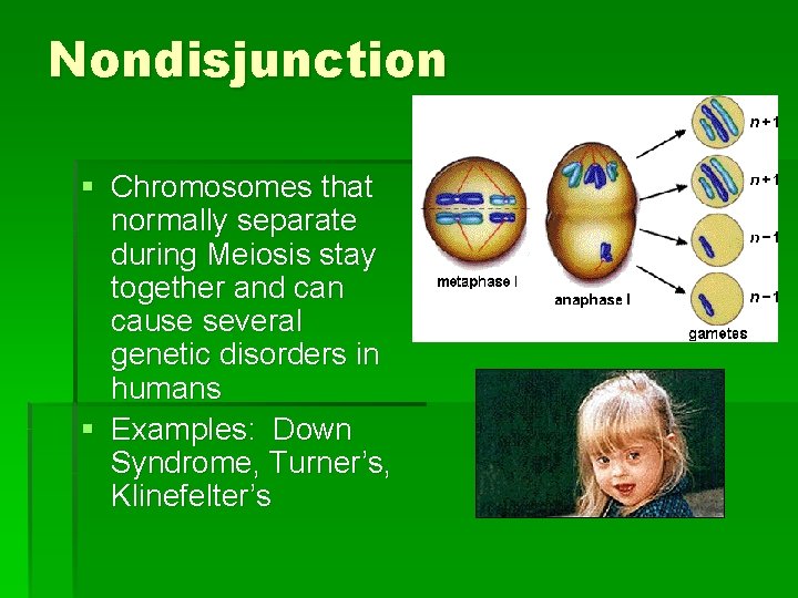 Nondisjunction § Chromosomes that normally separate during Meiosis stay together and can cause several