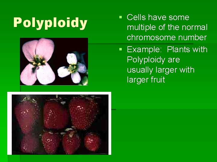 Polyploidy § Cells have some multiple of the normal chromosome number § Example: Plants