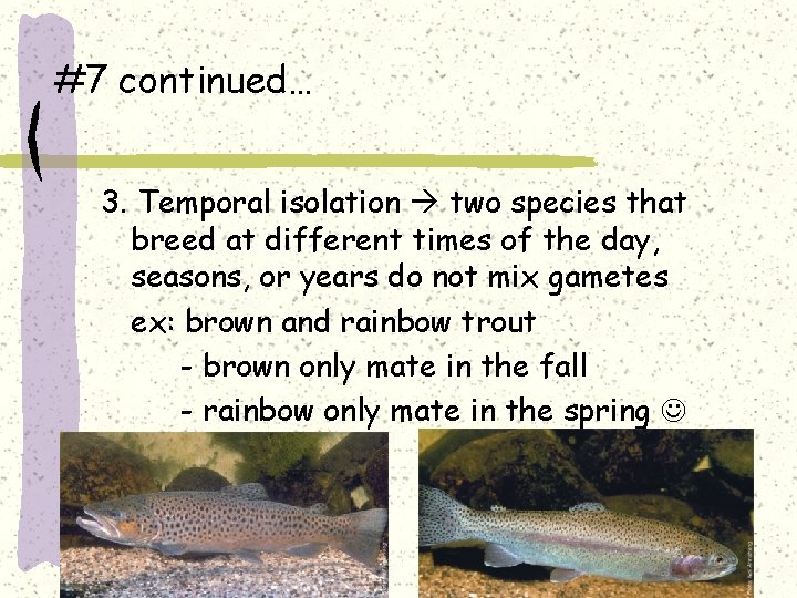 #7 continued… 3. Temporal isolation two species that breed at different times of the