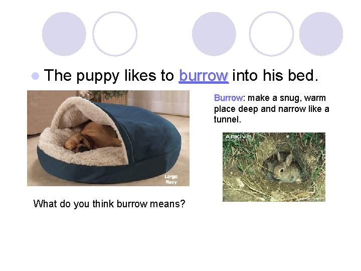 l The puppy likes to burrow into his bed. Burrow: Burrow make a snug,