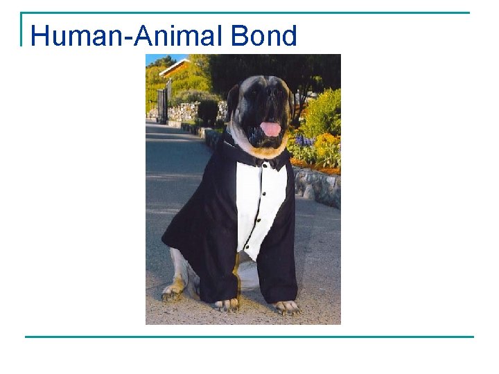 Human-Animal Bond 