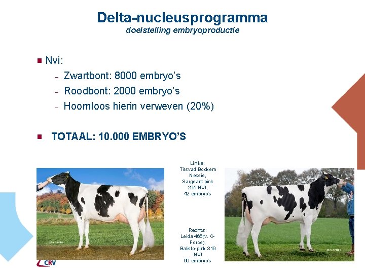Delta-nucleusprogramma doelstelling embryoproductie g Nvi: – – – g Zwartbont: 8000 embryo’s Roodbont: 2000