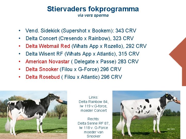 Stiervaders fokprogramma via vers sperma • • Vend. Sidekick (Supershot x Bookem): 343 CRV