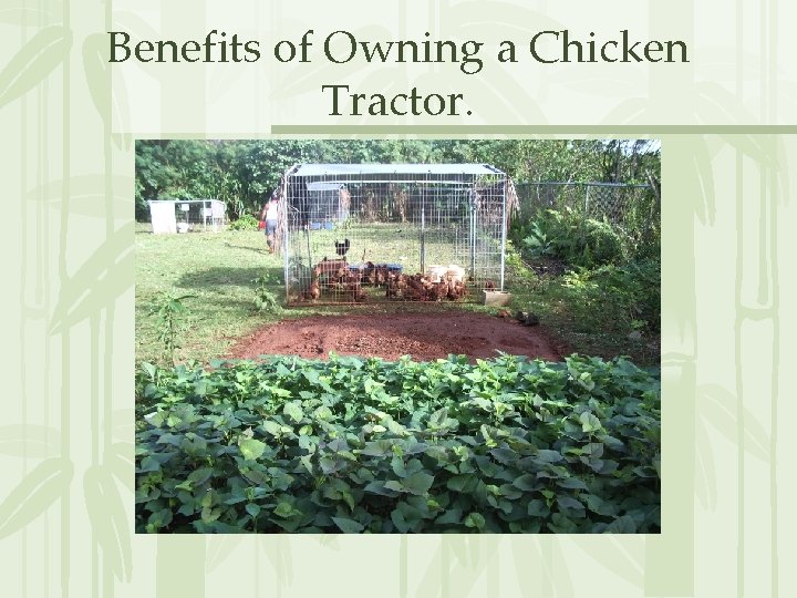 Benefits of Owning a Chicken Tractor. 