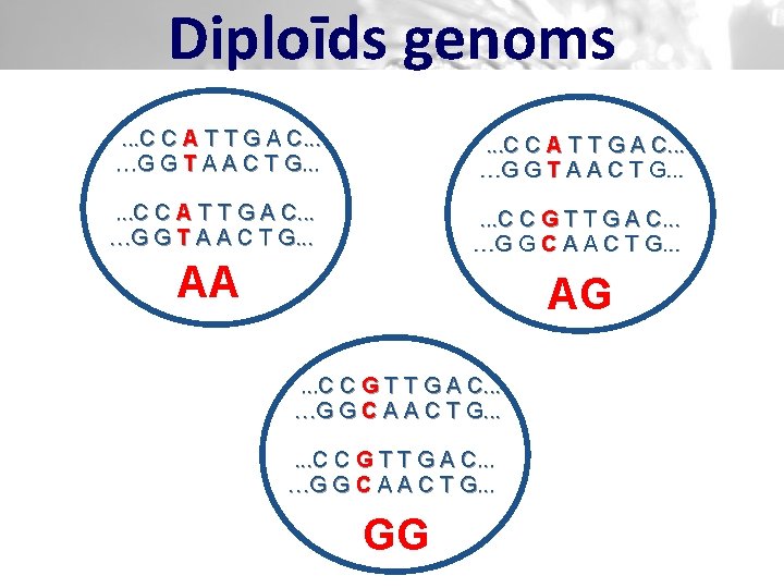 Diploīds genoms. . . C C A T T G A C. . .
