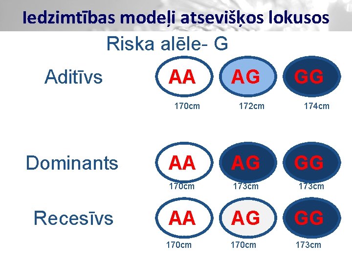 Iedzimtības modeļi atsevišķos lokusos Riska alēle- G Aditīvs AA 170 cm Dominants Recesīvs AG