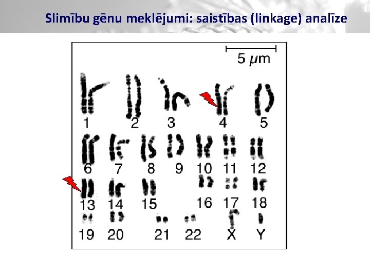 Slimību gēnu meklējumi: saistības (linkage) analīze 