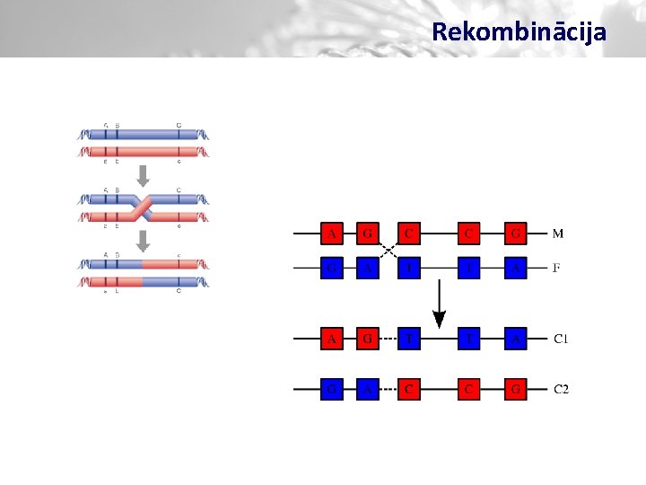 Rekombinācija 