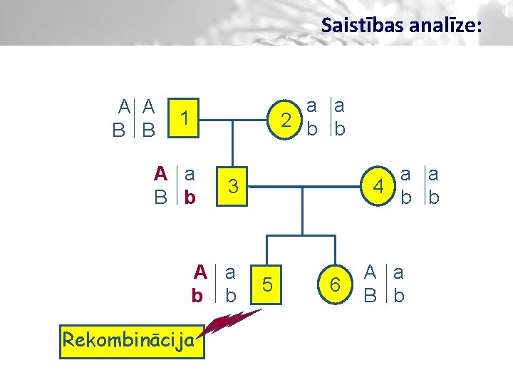 Saistības analīze: A A B B a a 2 b b 1 A a