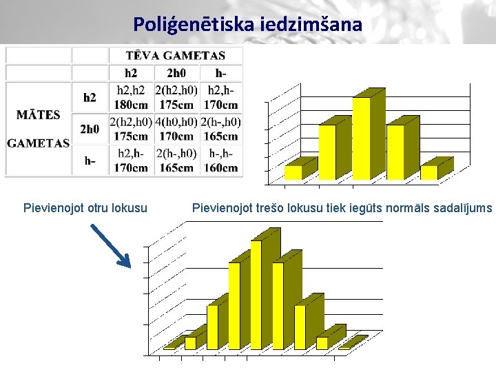 Poliģenētiska iedzimšana Pievienojot otru lokusu Pievienojot trešo lokusu tiek iegūts normāls sadalījums 