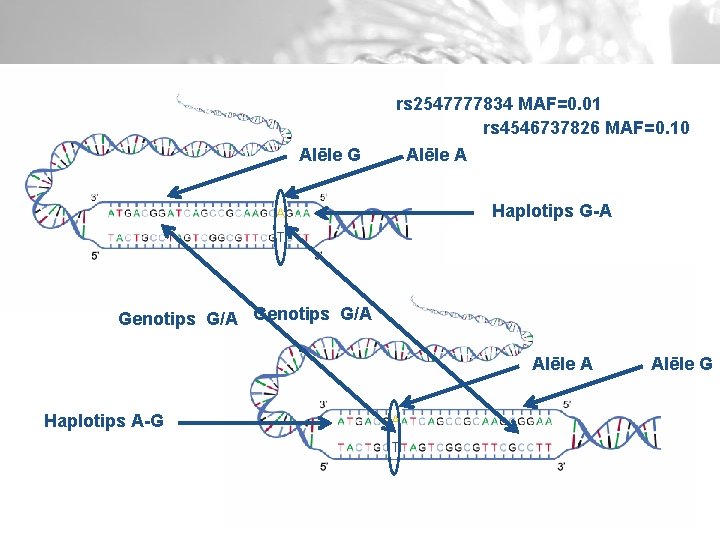 Alēle G rs 2547777834 MAF=0. 01 rs 4546737826 MAF=0. 10 Alēle A Haplotips G-A