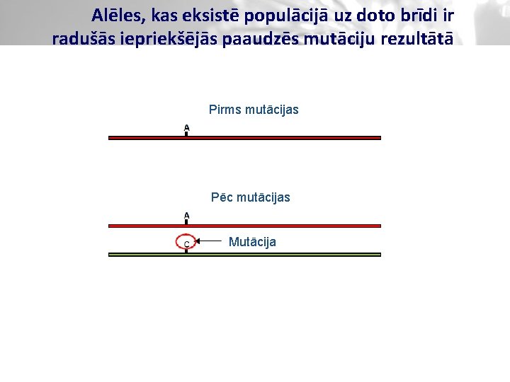 Alēles, kas eksistē populācijā uz doto brīdi ir radušās iepriekšējās paaudzēs mutāciju rezultātā Pirms