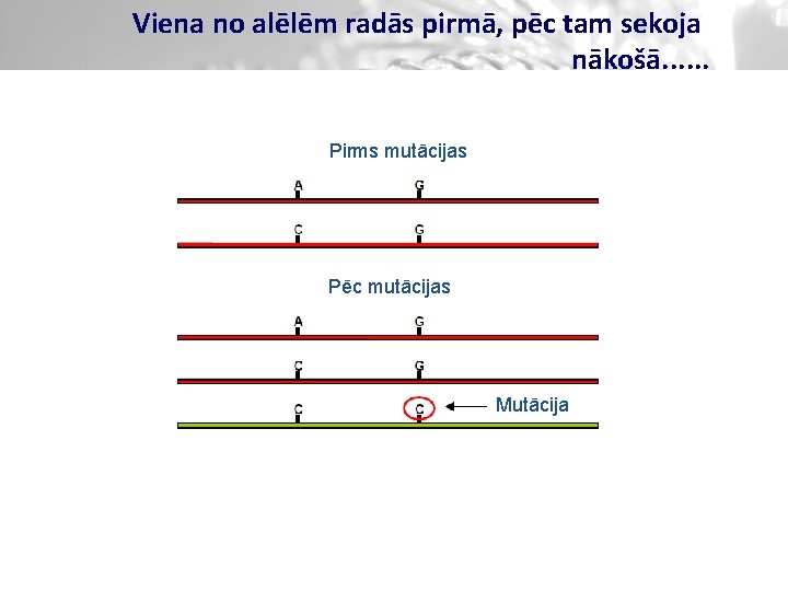 Viena no alēlēm radās pirmā, pēc tam sekoja nākošā. . . Pirms mutācijas Pēc