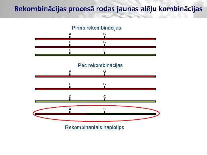 Rekombinācijas procesā rodas jaunas alēļu kombinācijas Pirms rekombinācijas Pēc rekombinācijas Rekombinantais haplotips 