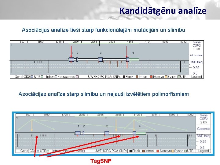 Kandidātgēnu analīze Asociācijas analīze tieši starp funkcionālajām mutācijām un slimību Asociācijas analīze starp slimību