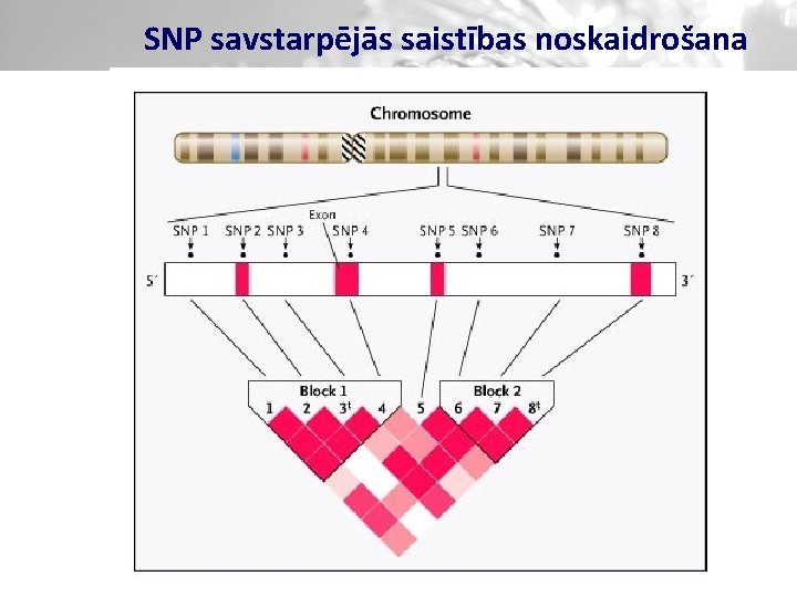 SNP savstarpējās saistības noskaidrošana 