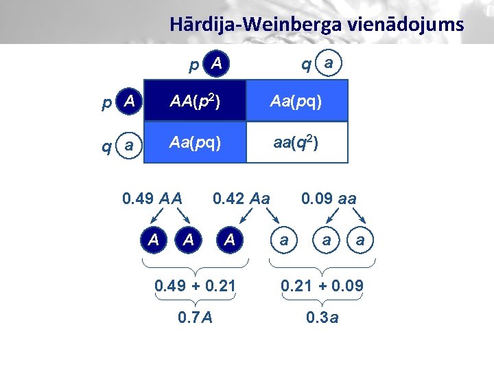 Hārdija-Weinberga vienādojums q a p A AA(p 2) Aa(pq) q a Aa(pq) aa(q 2)