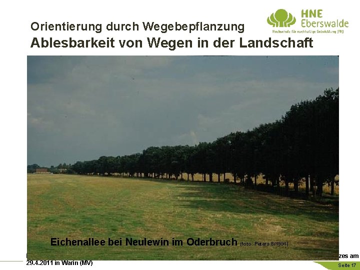 Orientierung durch Wegebepflanzung Ablesbarkeit von Wegen in der Landschaft Eichenallee bei Neulewin im Oderbruch
