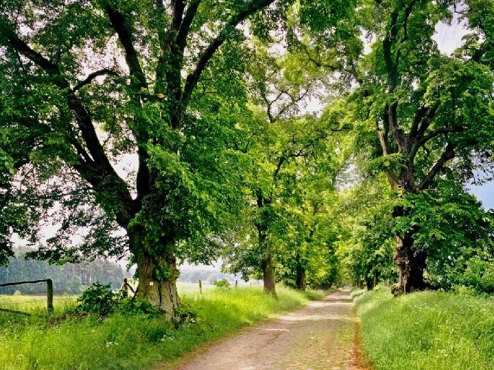 Lindenallee mit Feldsteinpflaster und Sommerweg zwischen Ringenwalde und Poratz 2009 © S. Günther Prof.