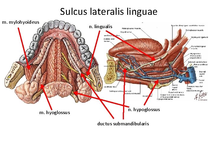 Sulcus lateralis linguae m. mylohyoideus n. lingualis m. hyoglossus n. hypoglossus ductus submandibularis 