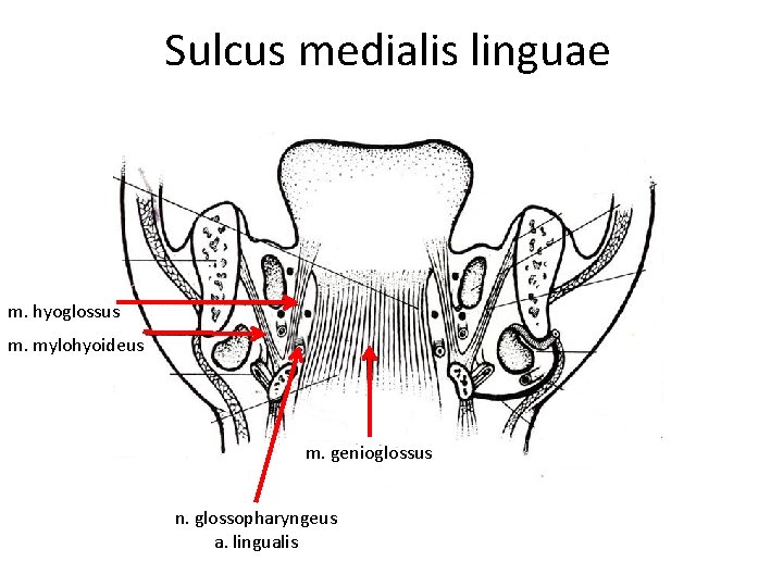 Sulcus medialis linguae m. hyoglossus m. mylohyoideus m. genioglossus n. glossopharyngeus a. lingualis 