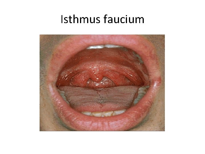 Isthmus faucium 
