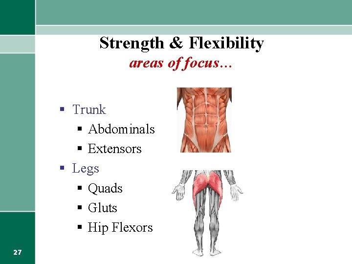 Strength & Flexibility areas of focus… § Trunk § Abdominals § Extensors § Legs