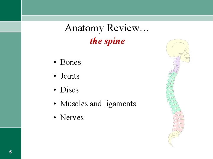 Anatomy Review… the spine • Bones • Joints • Discs • Muscles and ligaments