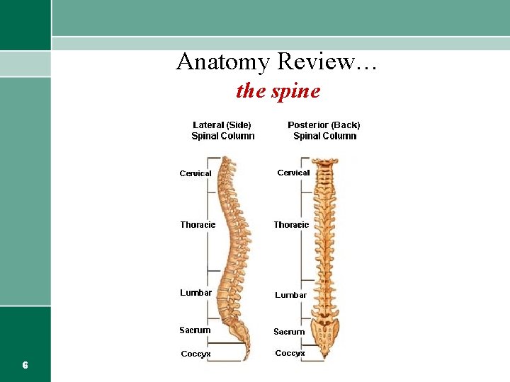 Anatomy Review… the spine 6 