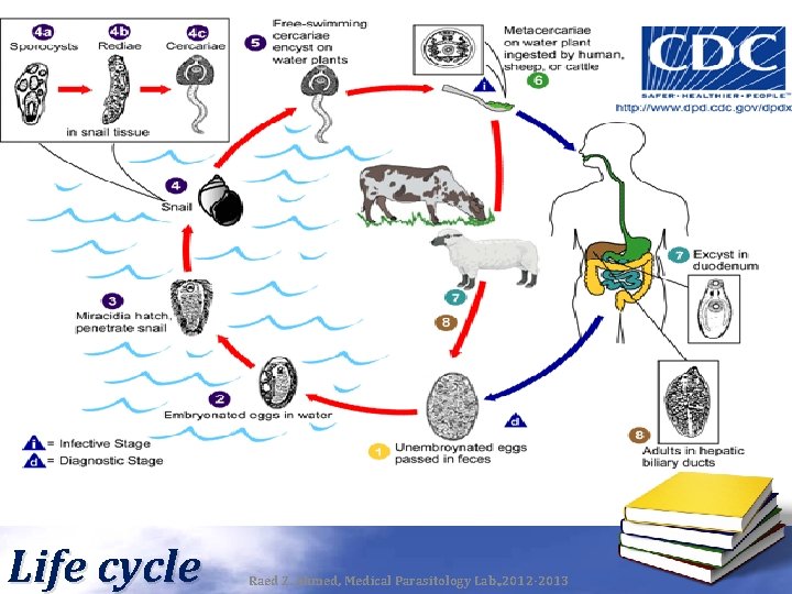 Life cycle Raed Z. Ahmed, Medical Parasitology Lab. , 2012 -2013 