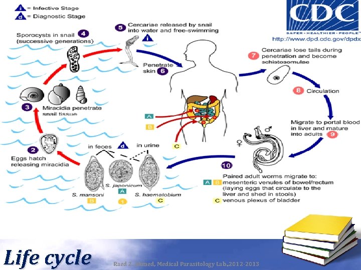 Life cycle Raed Z. Ahmed, Medical Parasitology Lab. , 2012 -2013 