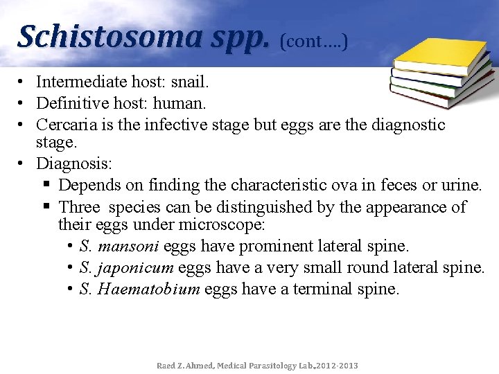 Schistosoma spp. (cont…. ) • Intermediate host: snail. • Definitive host: human. • Cercaria