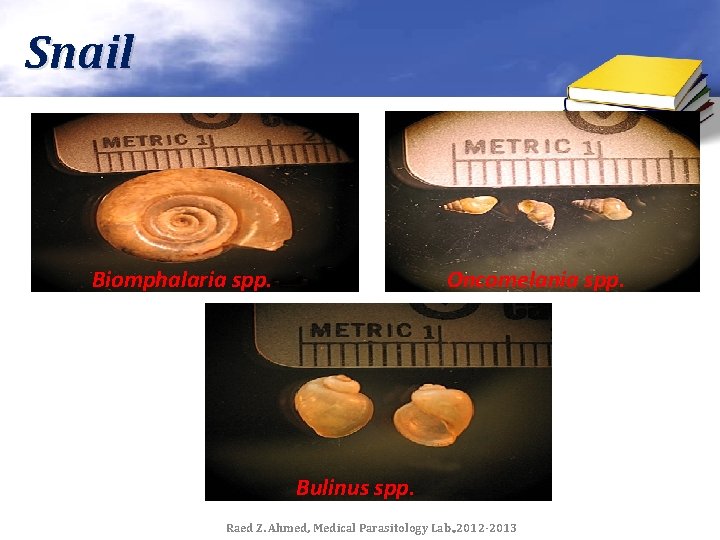 Snail Biomphalaria spp. Oncomelania spp. Bulinus spp. Raed Z. Ahmed, Medical Parasitology Lab. ,