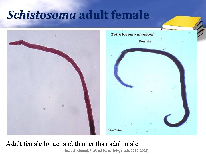 Schistosoma adult female Adult female longer and thinner than adult male. Raed Z. Ahmed,