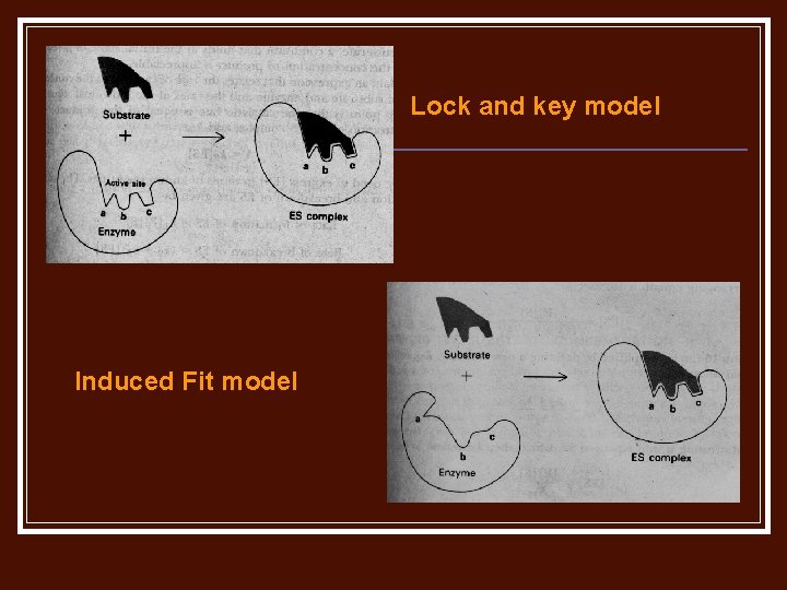 Lock and key model Induced Fit model 
