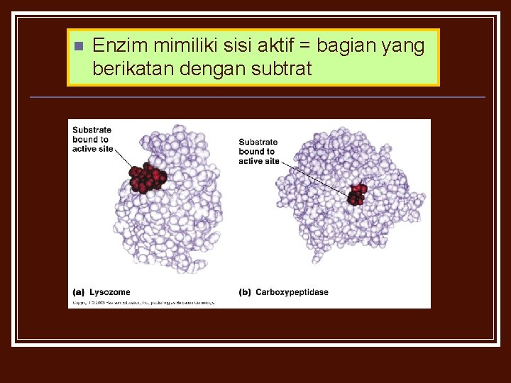 n Enzim mimiliki sisi aktif = bagian yang berikatan dengan subtrat 